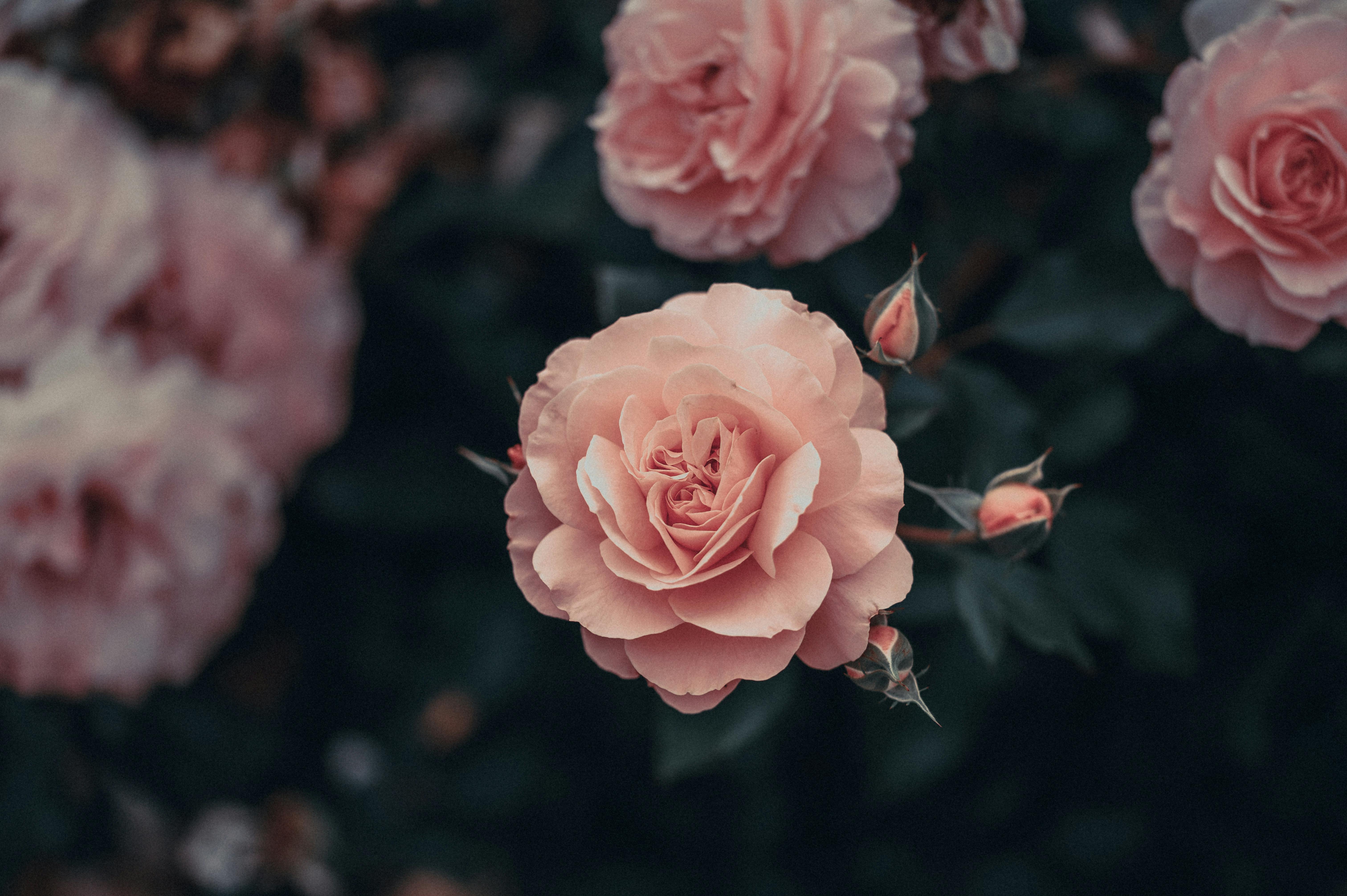 A detailed view of blooming pink roses displaying natural beauty and elegance.