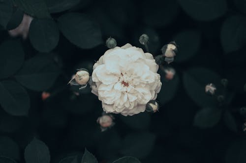 Darmowe zdjęcie z galerii z elegancki, fleur, flora