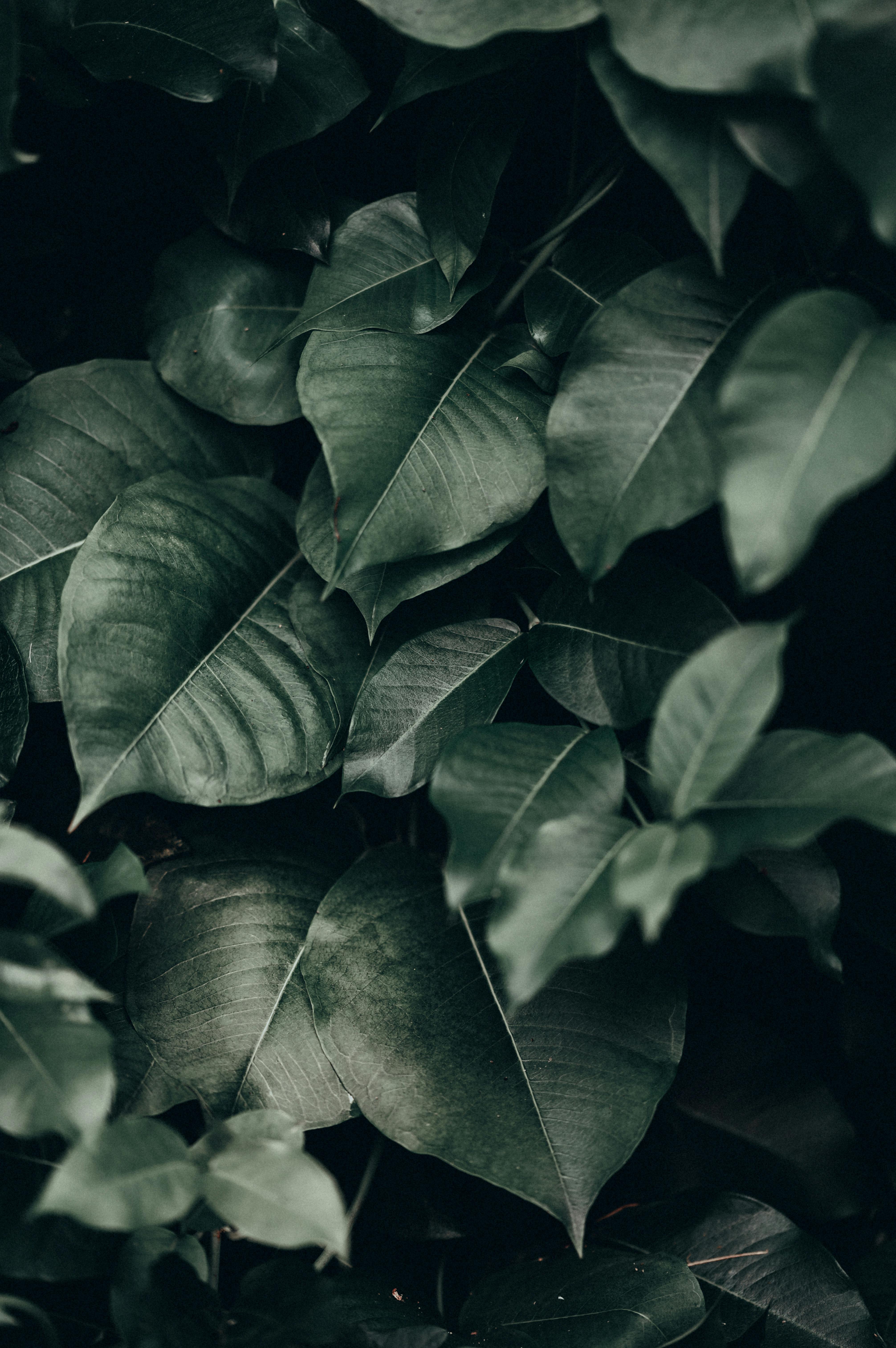 Close-up of lush green leaves showcasing natural growth and texture.