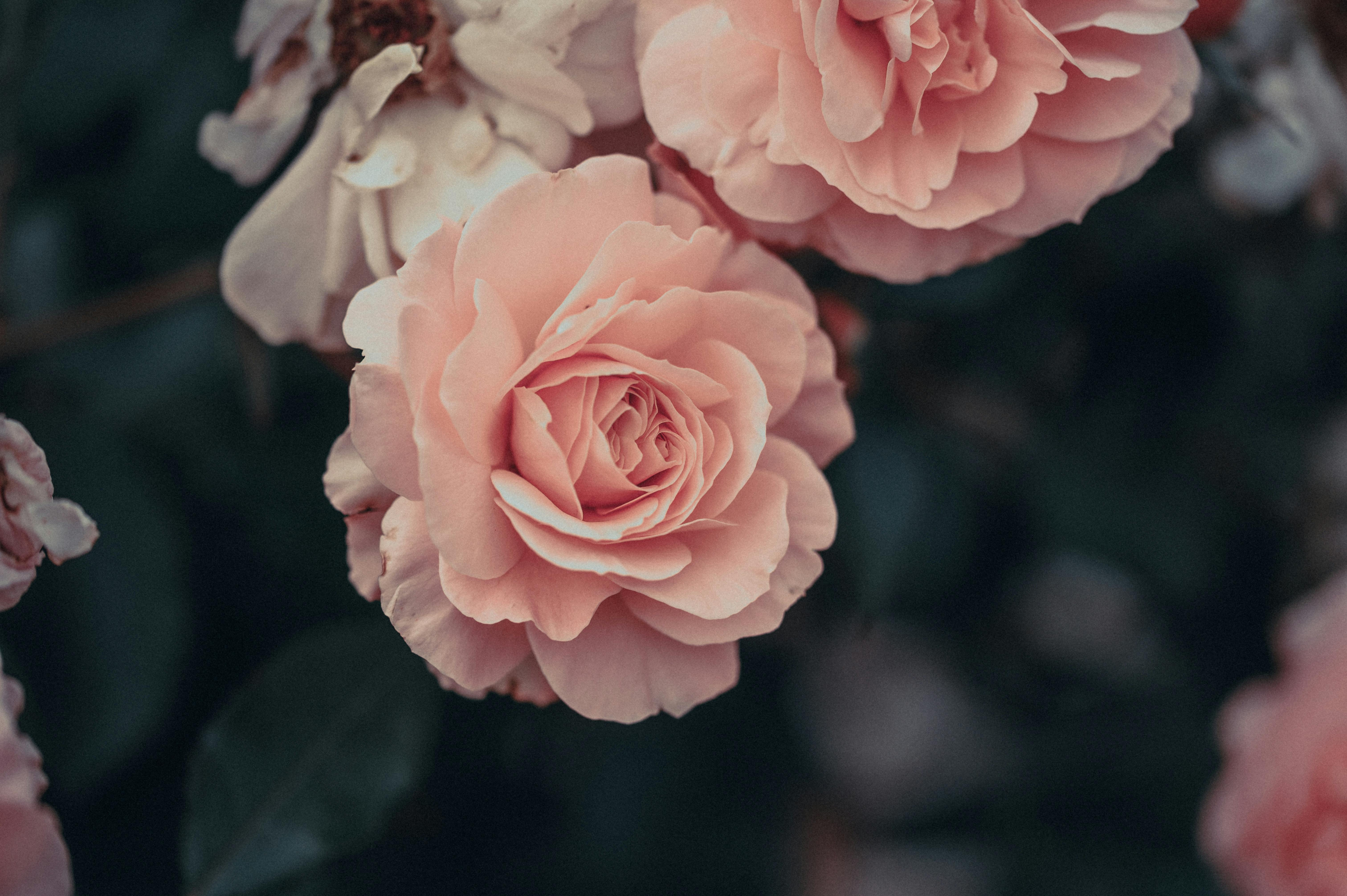 Detailed close-up of pink roses blooming in a garden, showcasing natural beauty.