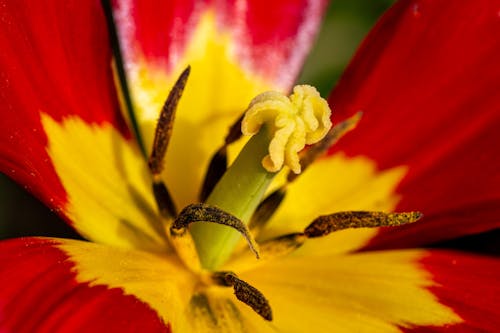 꽃, 꽃가루, 꽃잎의 무료 스톡 사진