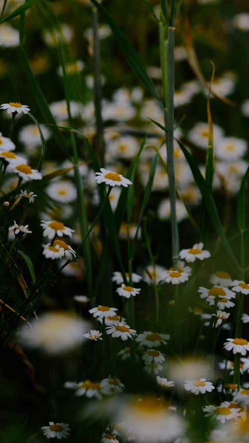 Free A picturesque meadow with white daisies in full bloom, highlighting the beauty of nature. Stock Photo