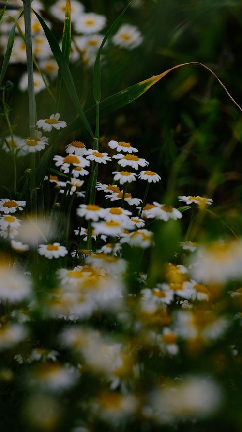 Free Delicate white daisies growing in lush greenery, showcasing nature's beauty. Stock Photo