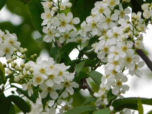 white blooms on trees,