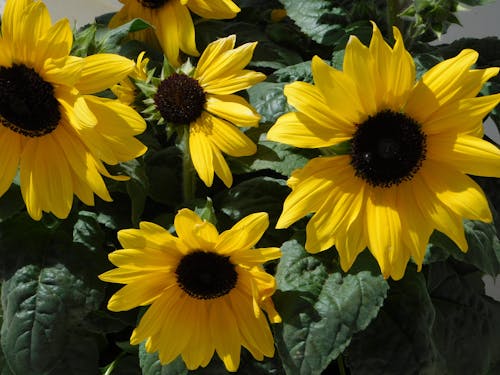 cluster sunflowers,