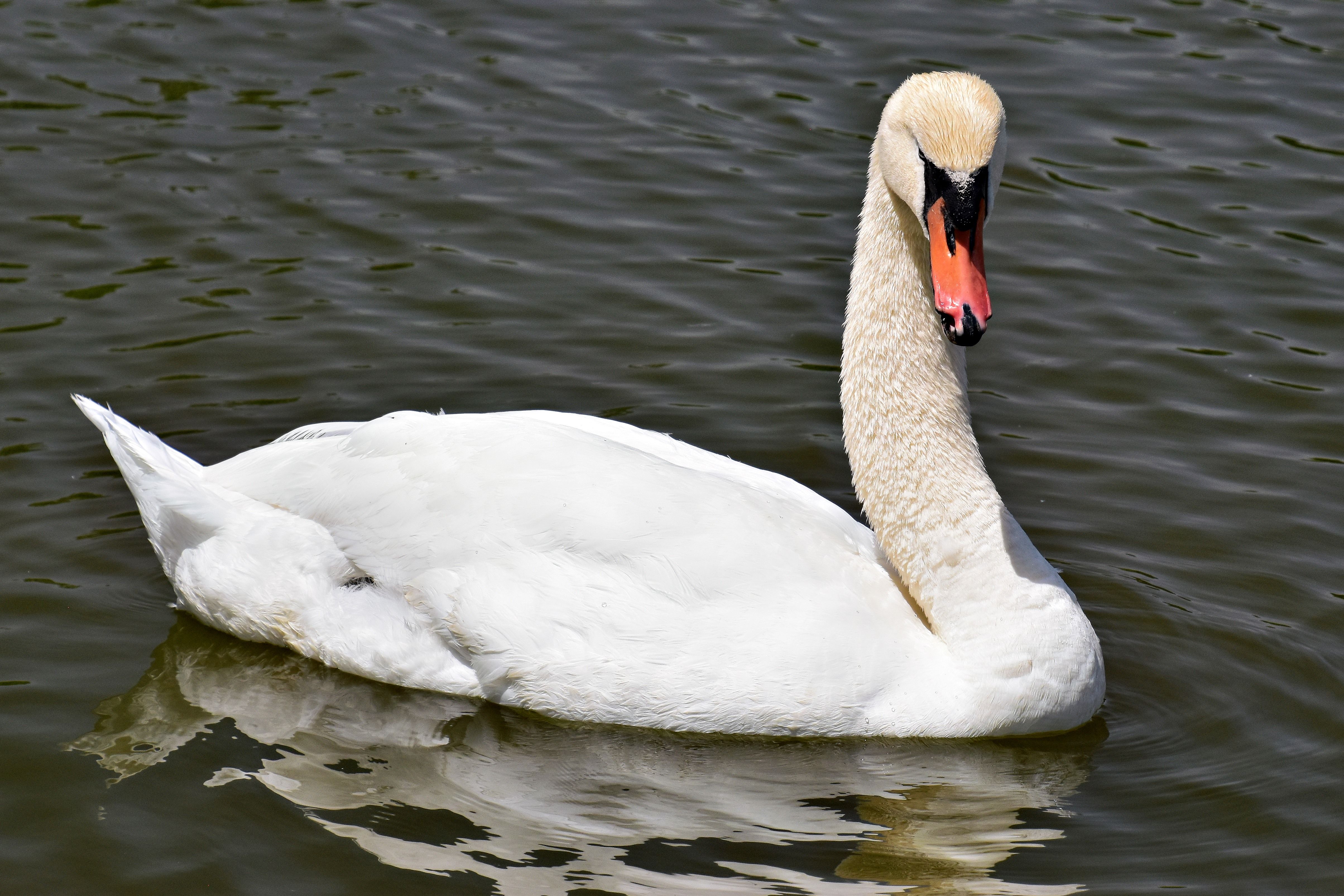 A swan swimming in a body of water · Free Stock Photo