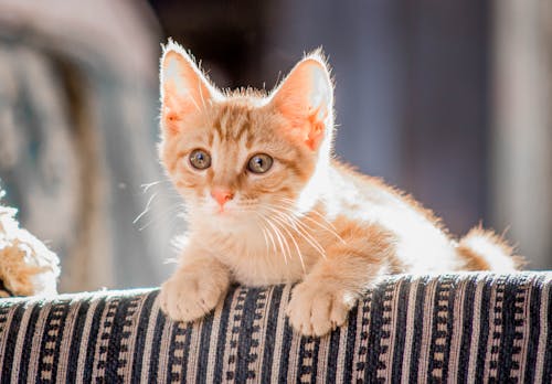 Close-Up Photo of Orange Tabby Cat