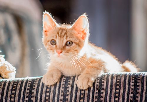 Free Adorable ginger kitten lounging on striped fabric, basking in sunlight. Stock Photo