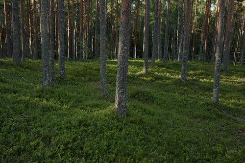 Kostenloses Stock Foto zu bäume, baumstämme, grüner wald