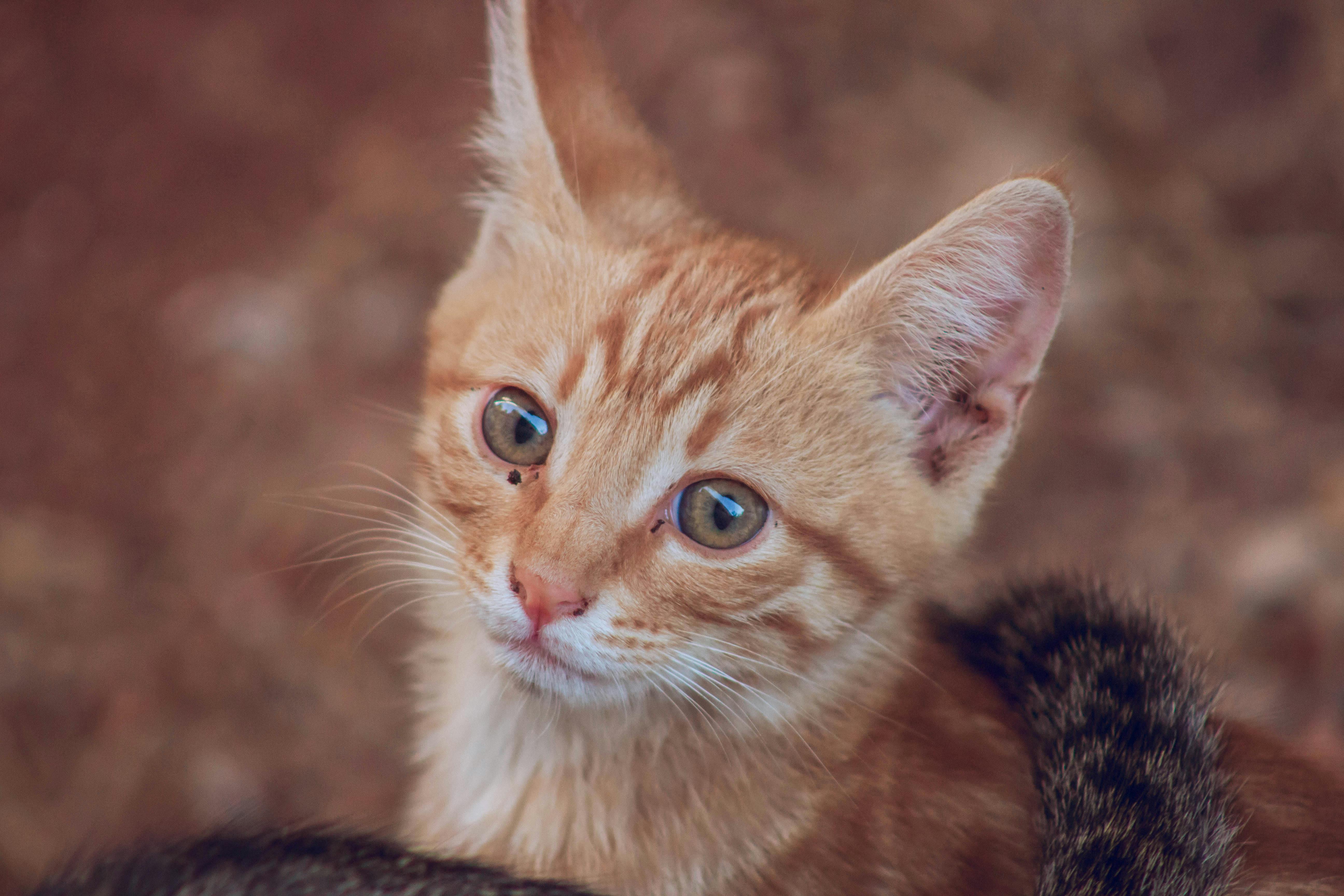 short haired orange tabby cat