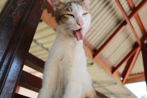 Základová fotografie zdarma na téma jazyk, jazyk ven, kočka