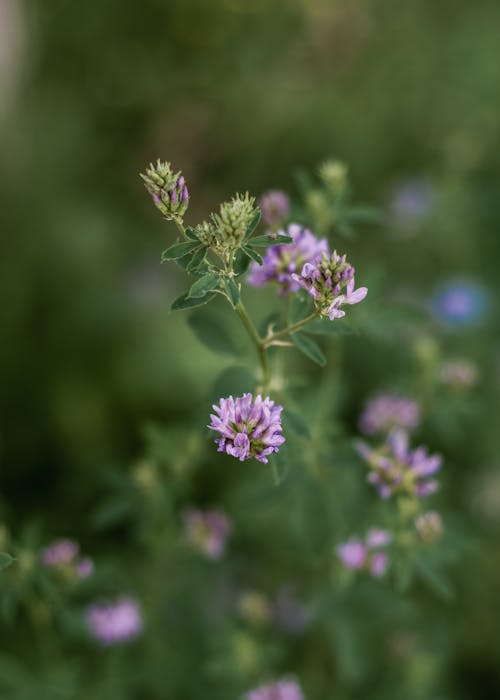 Fotos de stock gratuitas de al aire libre, campo, campo de heno