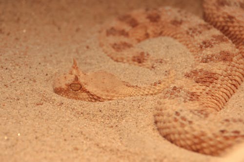 Close-Up Photo of a Brown Sidewinder Snake on Sand