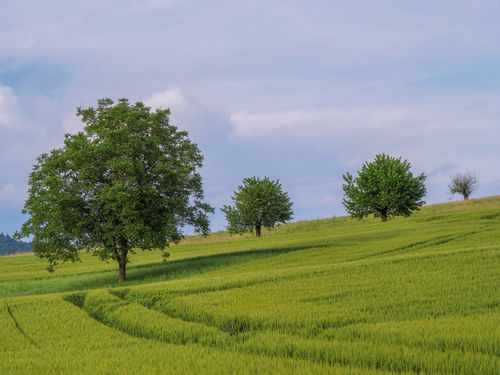 Free Lush green field with trees under a cloudy blue sky, perfect for serene nature scenes. Stock Photo
