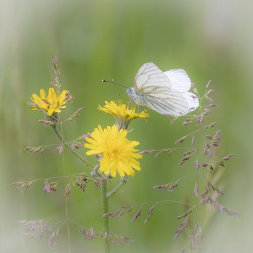 Kostenloses Stock Foto zu beruhigend, blühende blumen, blumenwiese