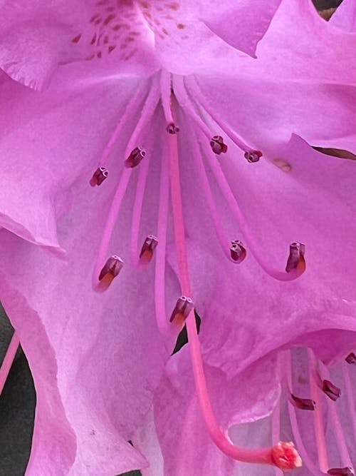 Gratis stockfoto met bloem, rododendron, roze