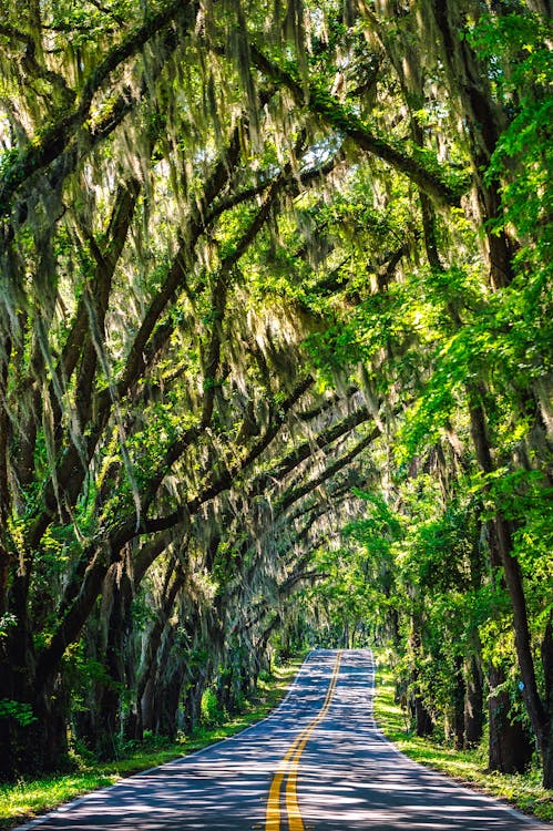 Free Road Passing Through Forest Stock Photo