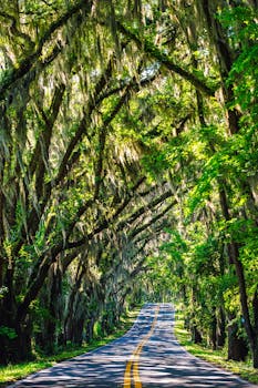 晴朗的日子里，蜿蜒的道路覆盖着西班牙苔藓，在郁郁葱葱的绿树树冠下延伸