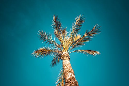 椰子棕榈树的低角度照片