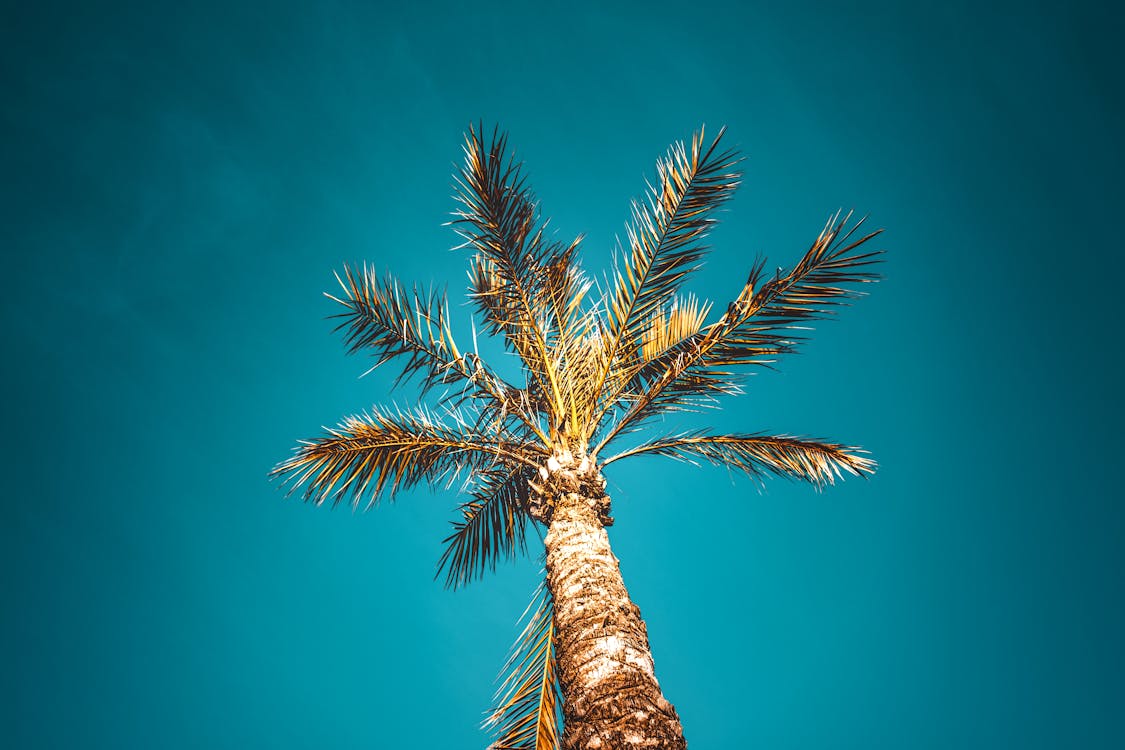 코코넛 야자 나무의 낮은 각도 사진