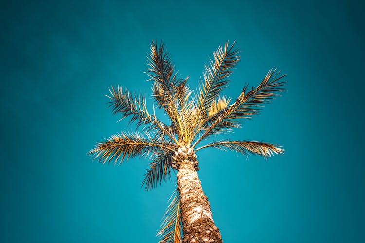 Low-angle Photo Of Coconut Palm Tree