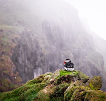 在雾气缭绕的法罗群岛迈金斯悬崖上，栖息着一只孤独的大西洋海雀