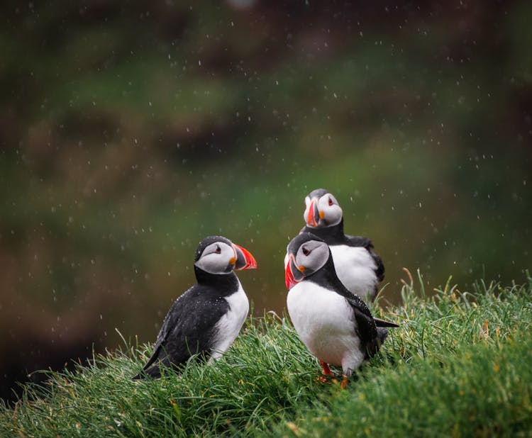 Three Puffins