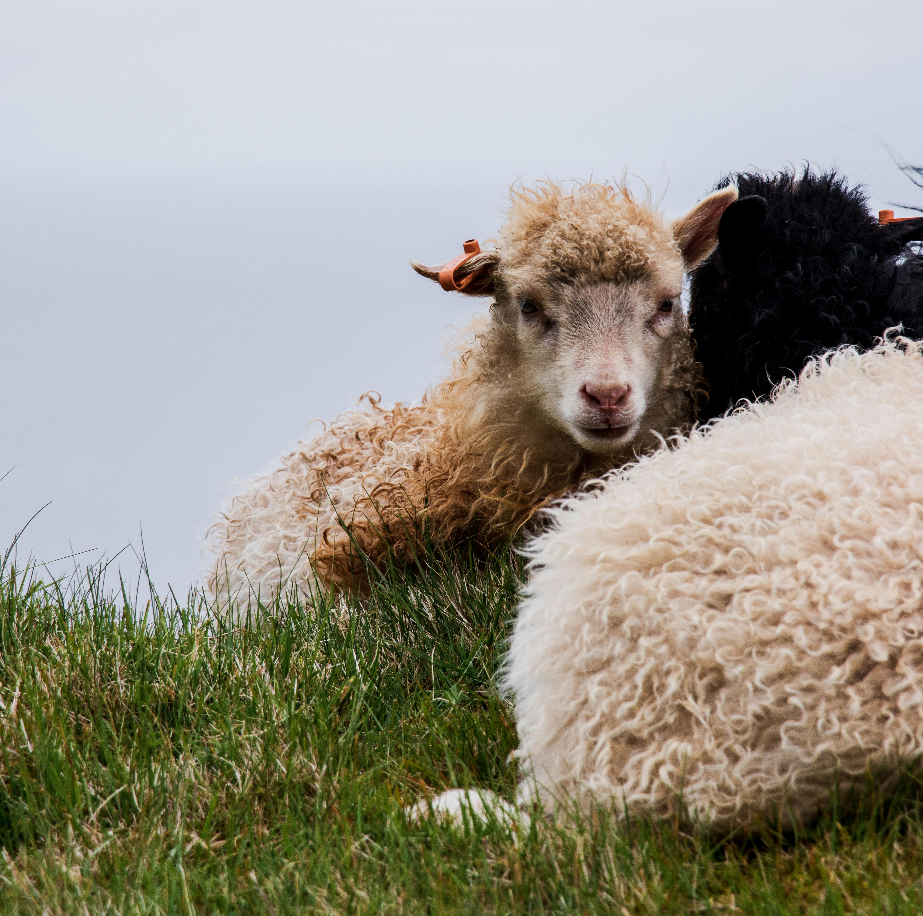 Raising Happy Picardy Shepherd Puppies 101 Guide