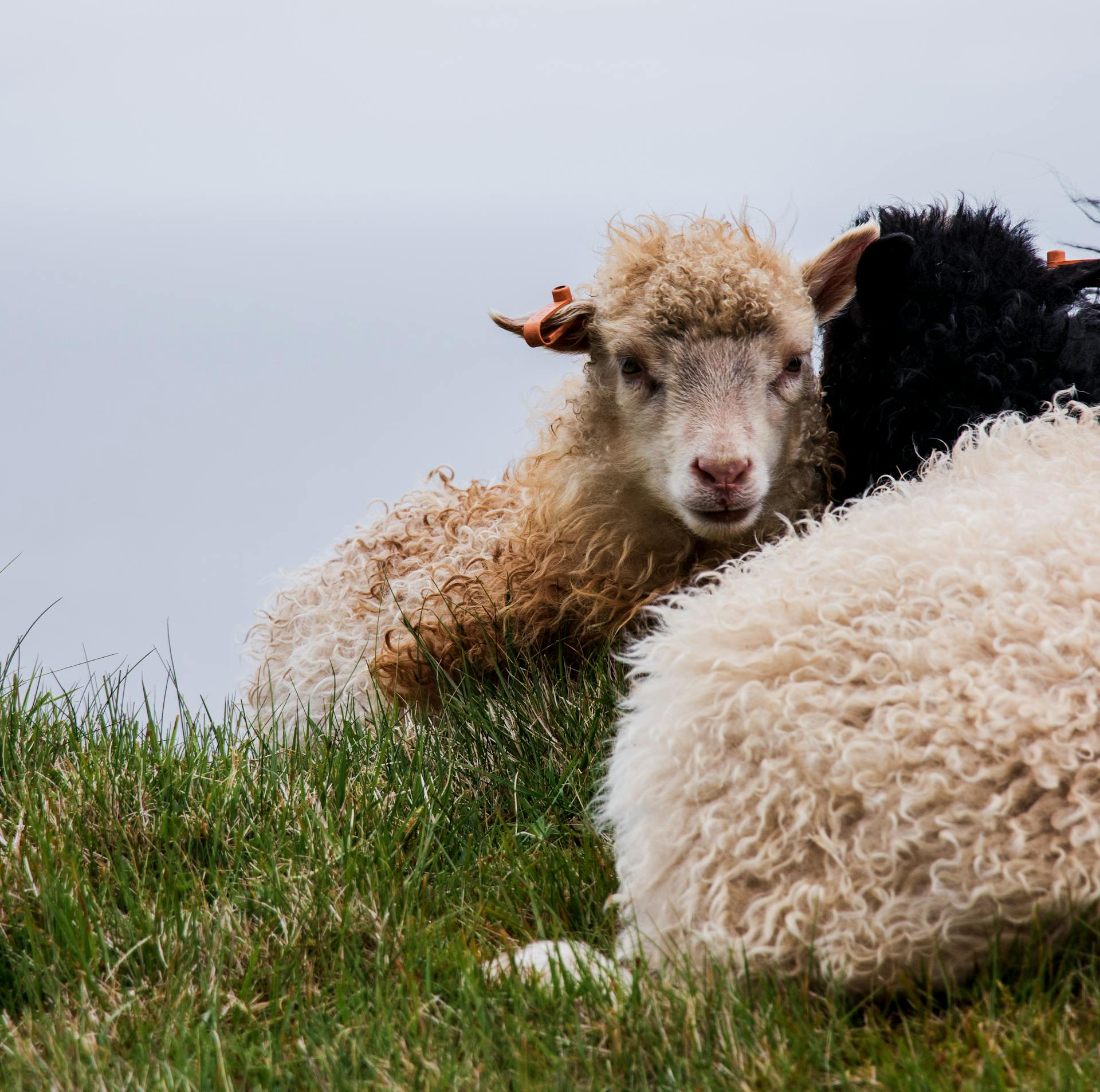 Photo Of A Sheep