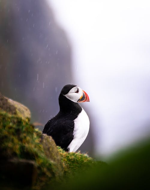 White And Black Puffin