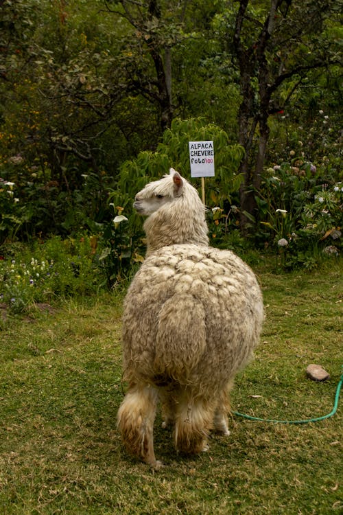 Foto profissional grátis de alpaca, ambiente natural, animais selvagens