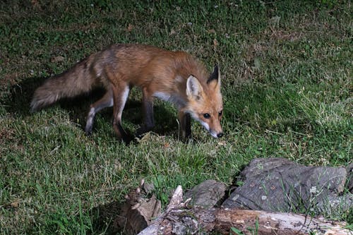 Red fox hunting.