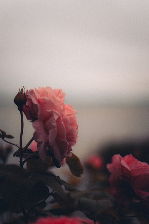 Fotobanka s bezplatnými fotkami na tému kvet, ponurý, ruža