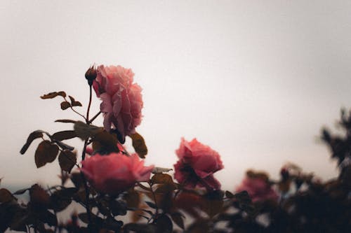 Бесплатное стоковое фото с мрачный, обои, роза