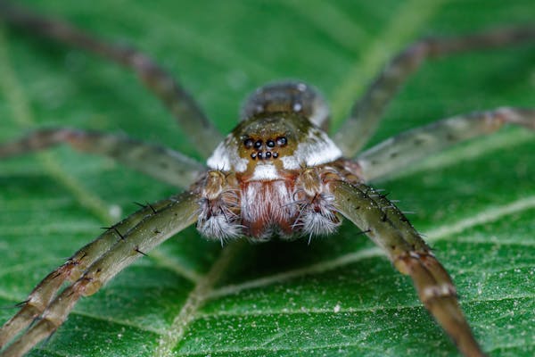 Close-up Photography of Red Spider Mites · Free Stock Photo