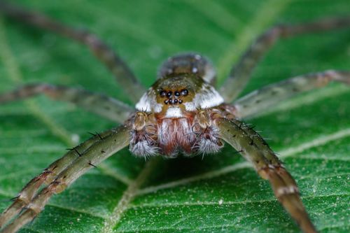 Free Macro photography of a spider showcasing its intricate features on a vibrant green leaf. Stock Photo