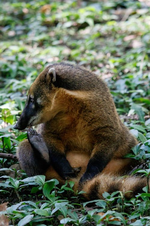 Free Coati sitting in a green landscape, showcasing natural wildlife behavior. Stock Photo