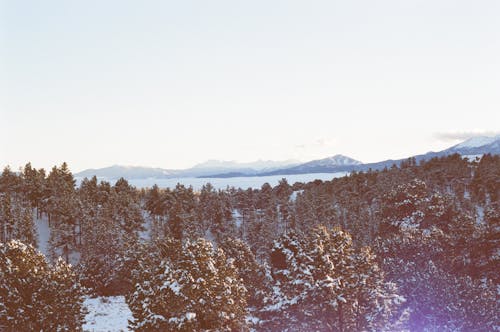 Aerial Shot of Trees