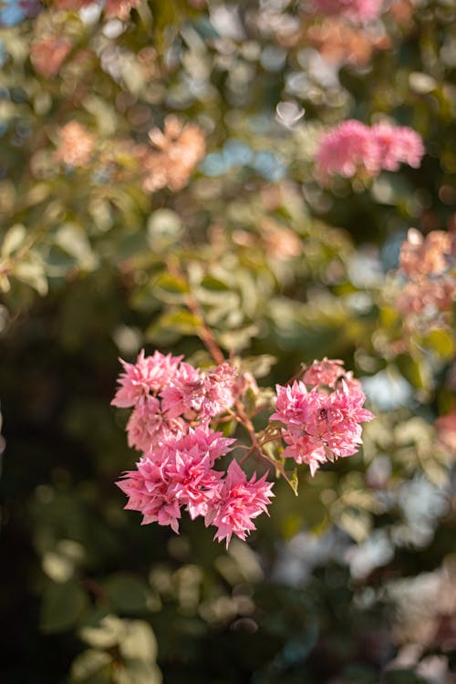 Gratis arkivbilde med blad, blomst, blomsterblad