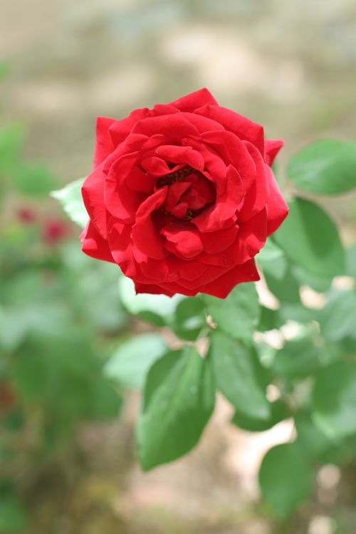 Free Close-up of a red rose in full bloom with lush green leaves, symbolizing romance and beauty. Stock Photo