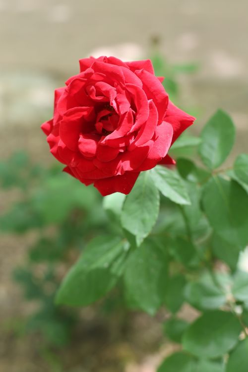 Free Close-up of a vibrant red rose blooming amidst green leaves in a sunlit garden. Stock Photo