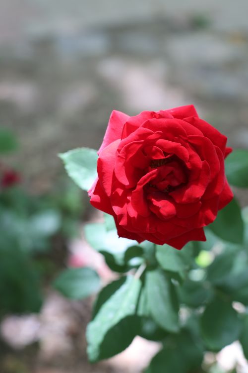 Free Close-up of a vibrant red rose blooming amidst green leaves in sunlight. Stock Photo