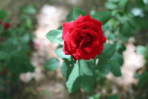 Free Close-up of a stunning red rose with vibrant petals in a natural garden setting. Stock Photo