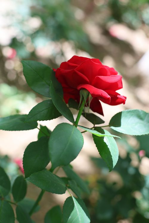 Free Close-up of a vibrant red rose in bloom with lush green leaves in soft sunlight. Stock Photo