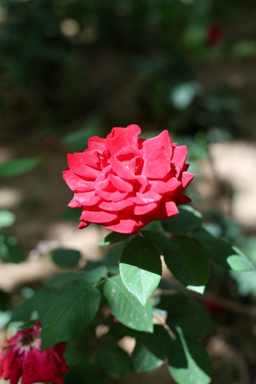 Free Close-up of a lush red rose capturing the beauty of nature's vibrant petals in sunlight. Stock Photo