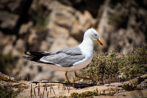 Close-Up Photo of Seagull