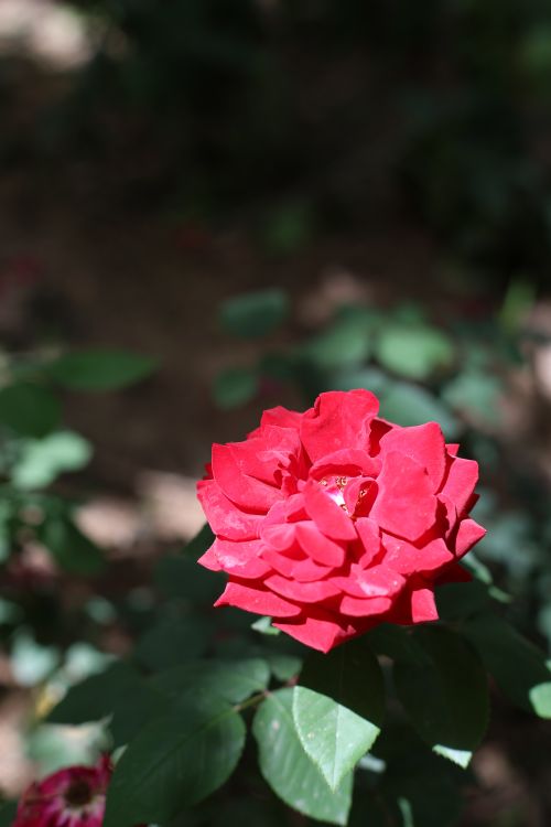 Free Vibrant red rose blooming in full sunlight, showcasing beauty and natural serenity in a garden setting. Stock Photo