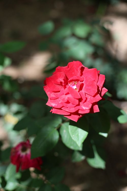 Free Close-up shot of a vibrant red rose with lush green leaves in sunlight, perfect for floral-themed projects. Stock Photo