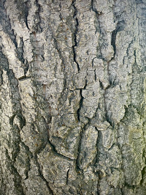 Darmowe zdjęcie z galerii z drzewo z bliska, kora drzewa, pień