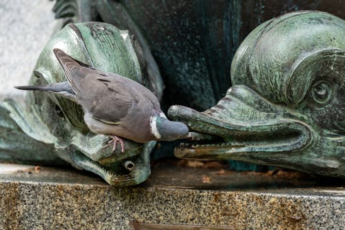 공통 비둘기, 구리, 네이처의 무료 스톡 사진
